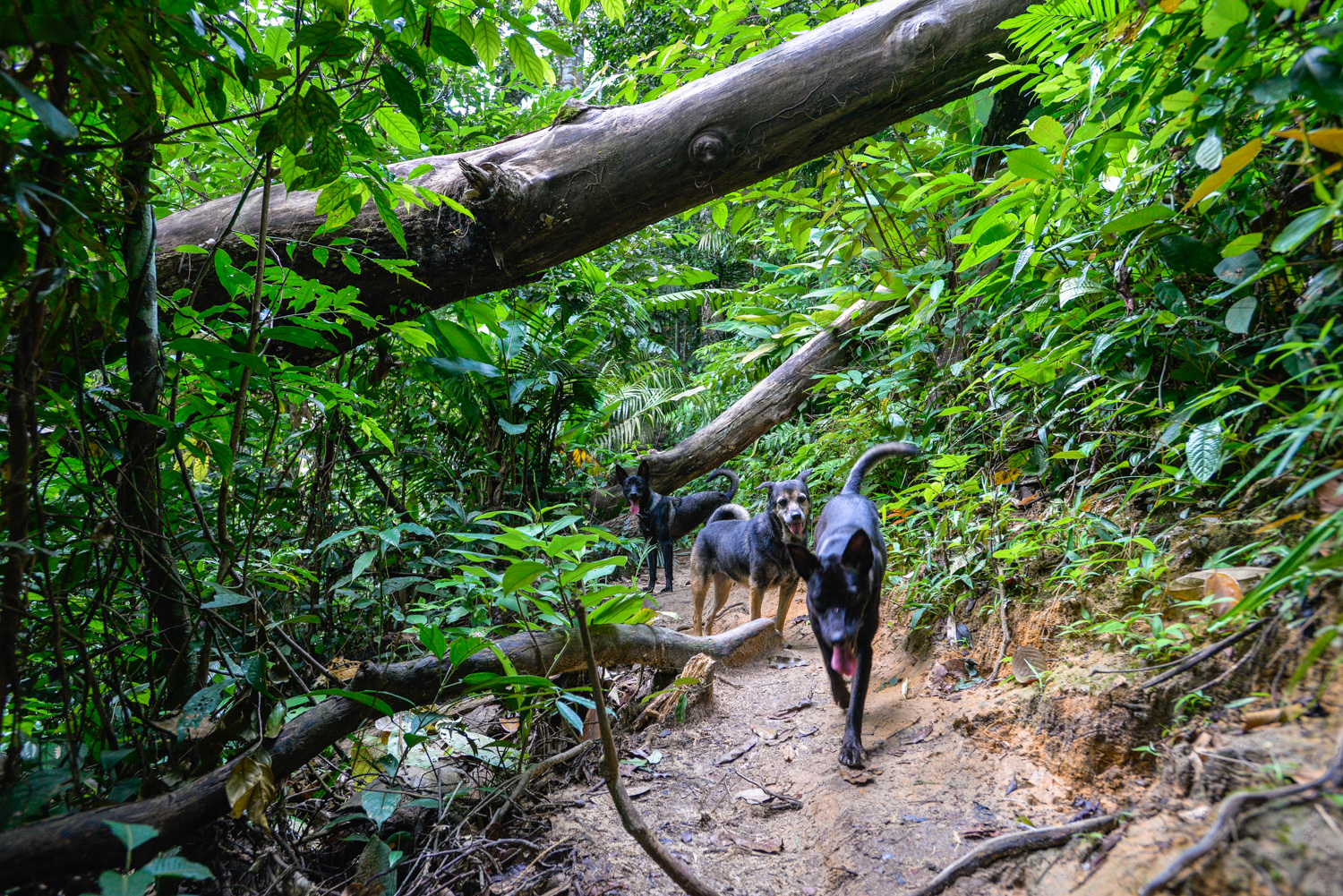 Spyder Hill dogs love to take guests on the Berembun Forest trail, leading to fresh water pools and a waterfall.