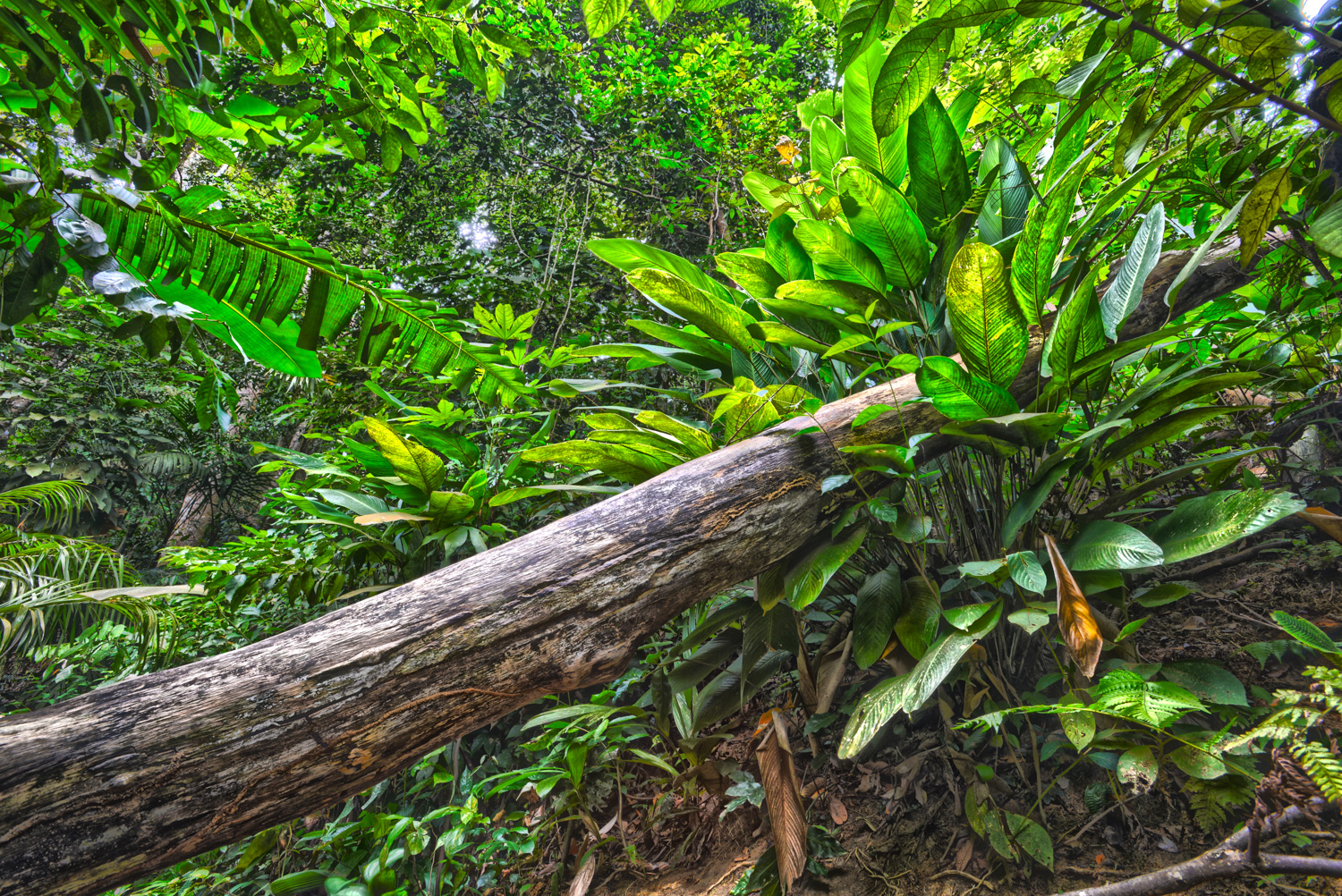 A fallen tree trunk on the trekking trail inside the Berembun Forest Reserve.