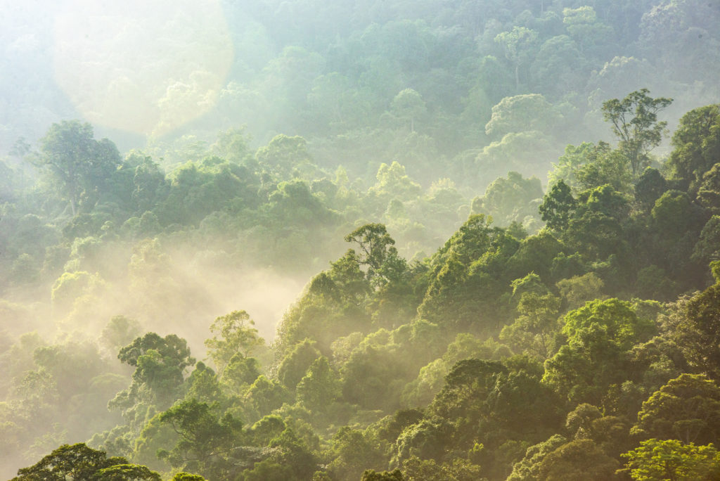 A misty morning view of the Berembun Forest Reserve from spyder Hill