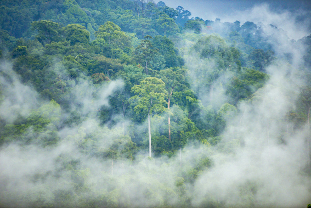 A misty morning view of the Berembun Forest Reserve from spyder Hill