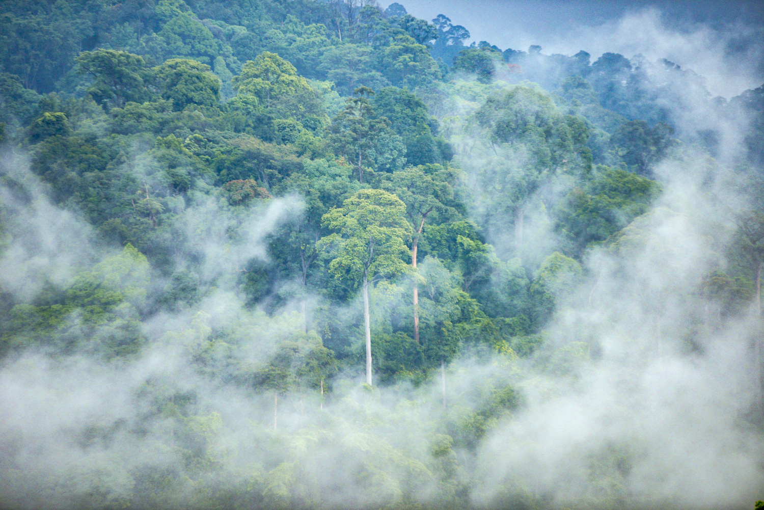 A misty view from Spyder Hill showcasing the Mama and Papa trees in the Berembun Forest Reserve.