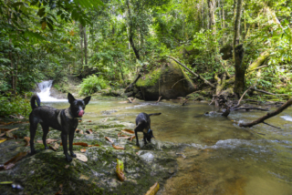 Spyder Hill dogs, Donnie and Darko playing by the Berembun forest reserve stream.