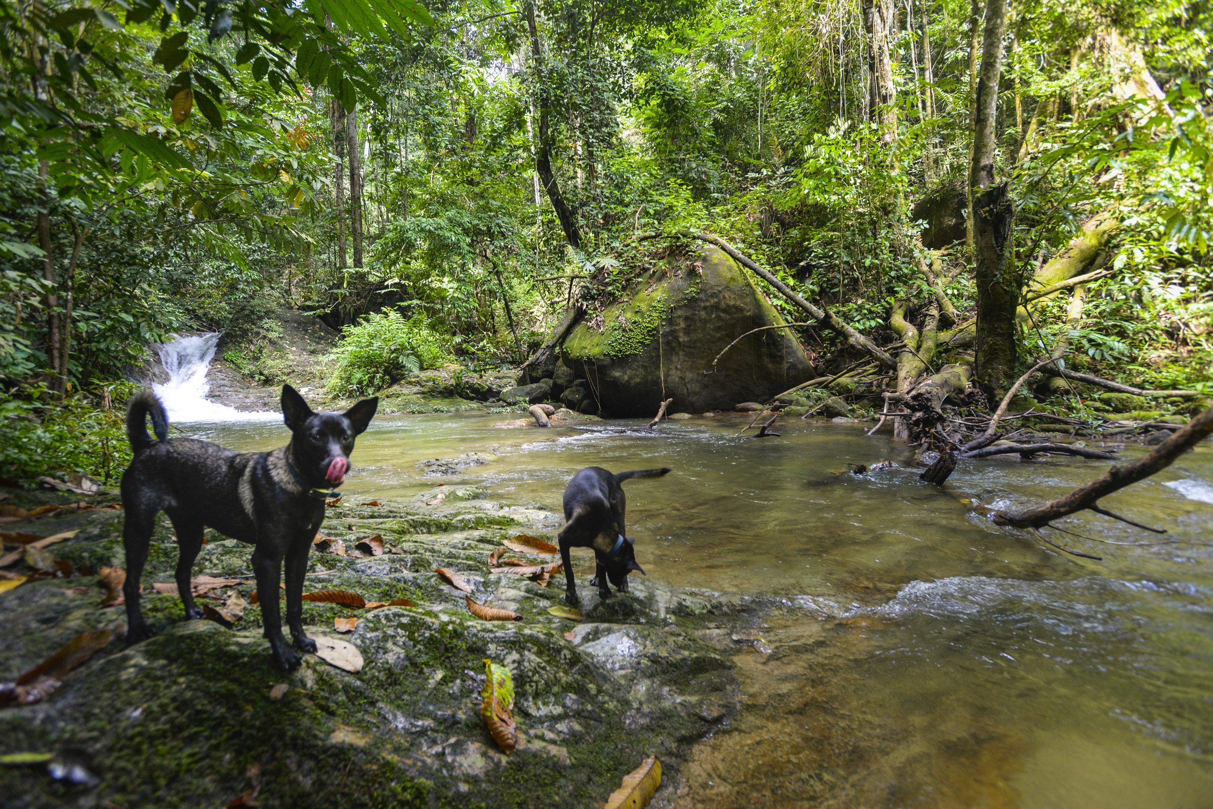 Donnie and Darko Spyder Hill's resident dogs playing by the river, inside the Berembun Forest Reserve.