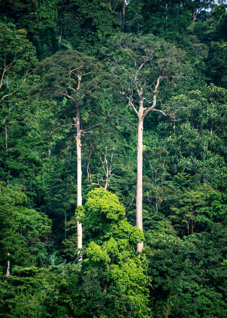 View of the Berembun Forest Reserve, the mama and papa trees from Spyder Hill main deck.