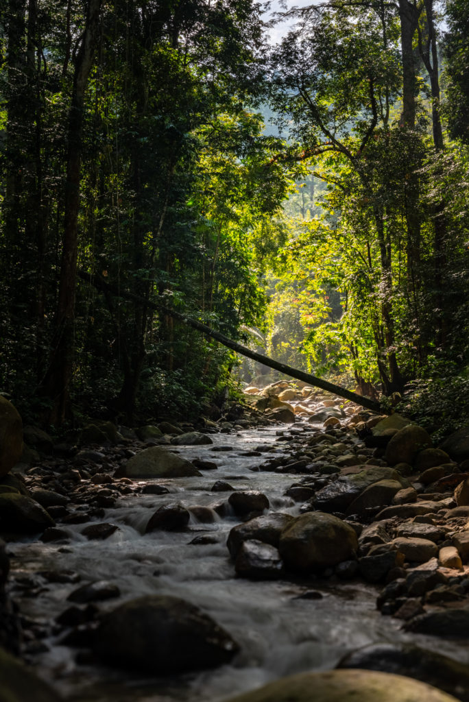 Sunrise peaks through the Berembun Forest Reserve stream.