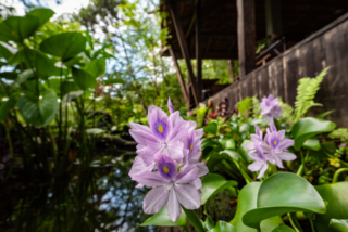 A flowering water hyacinth from the Spyder Hill pond.