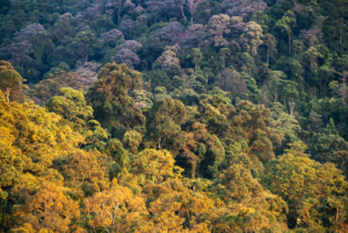 A multi-coloured Berembun Forest Reserve seen from Spyder Hill.