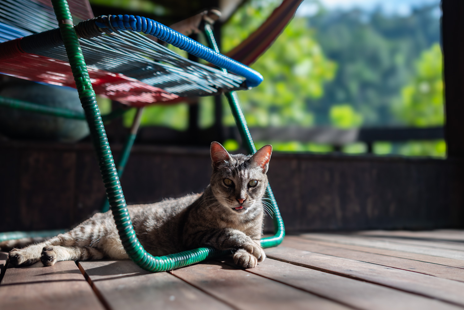 Spyder Hill's resident cat, Cheeto - relaxing underneath a chair.