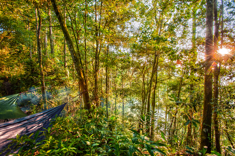 Sunrise through the forest trees.